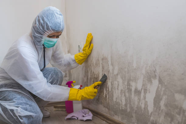 Best Industrial Mold Remediation in New Hempstead, NY