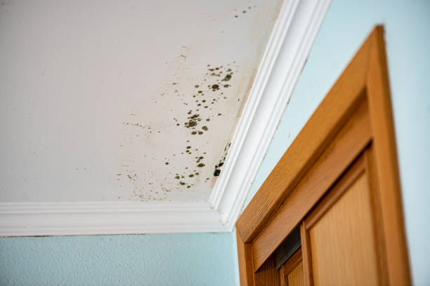 Best Industrial Mold Remediation in New Hempstead, NY