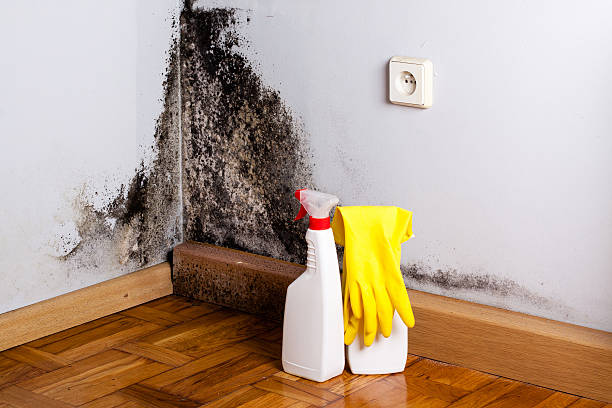Best DIY Mold Remediation Support Services in New Hempstead, NY